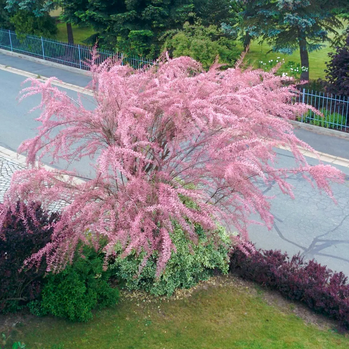 Buy Bonsai Tamarisk Tree (Tamarix parviflora) online at Lalitenterprise