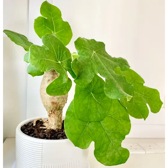 Buddha Belly Plant online at Lalitenterprise