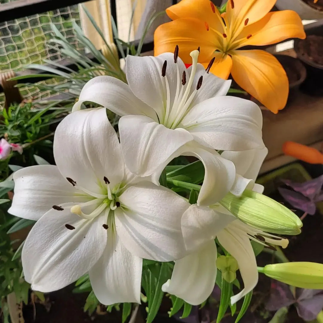 Lilium asiatic deals