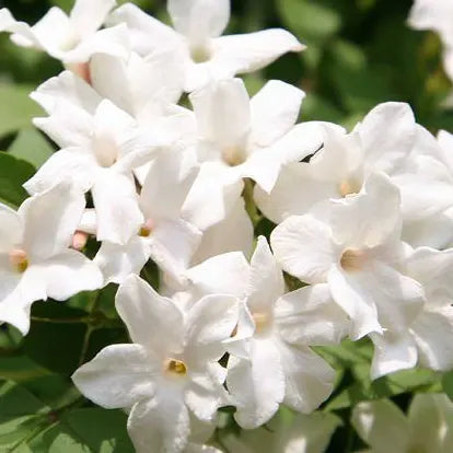 Buy Chameli (Jasminum) Plant online at Lalitenterprise