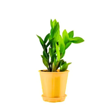 Combo Pack of 2 ZZ Plant -Indoor