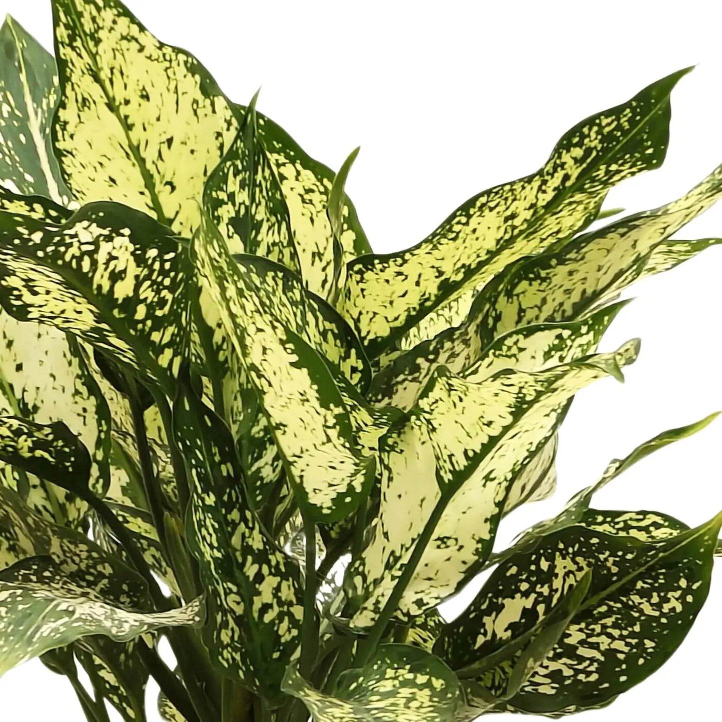 Buy Snow white AGLAONEMA Plant Online at Lalitenterprise