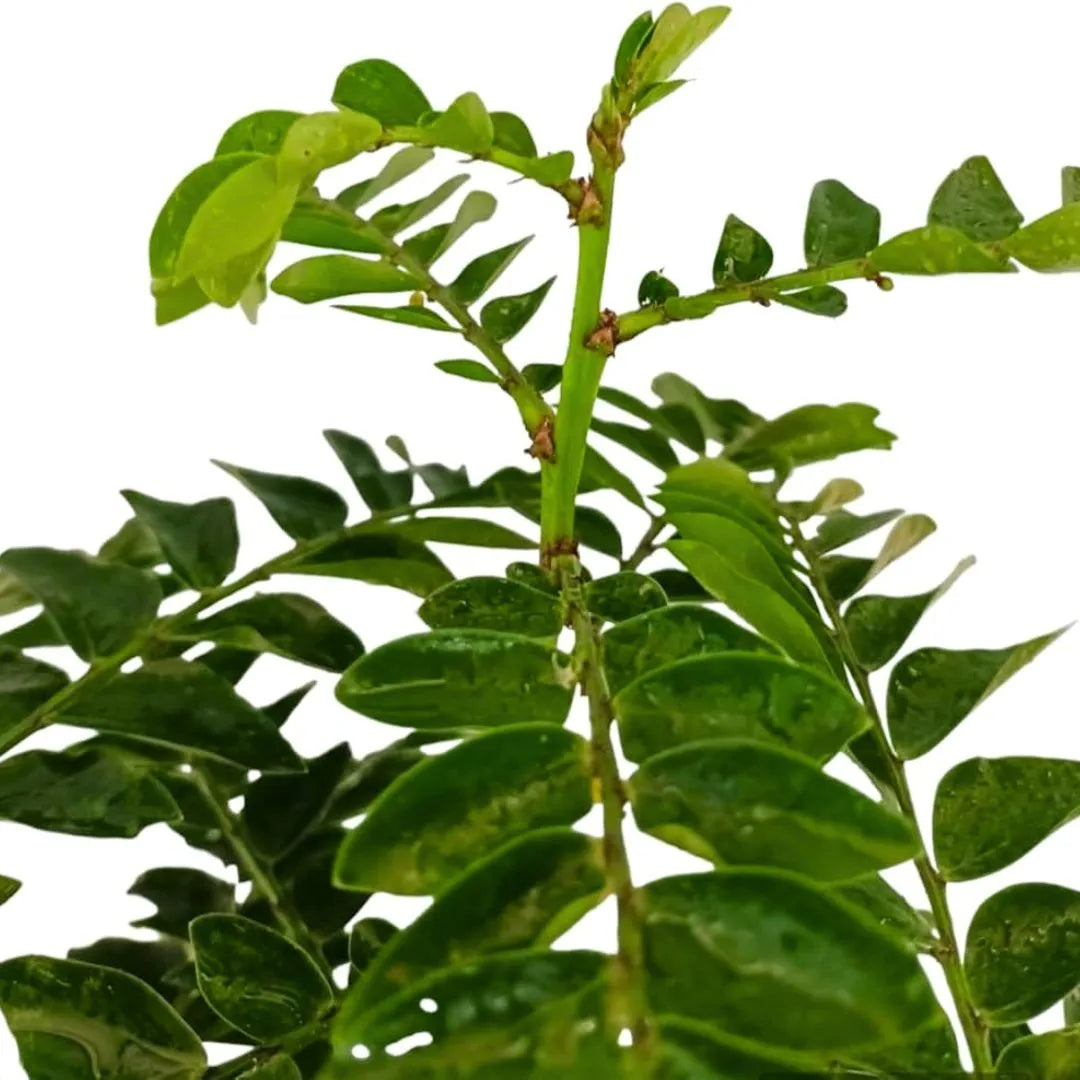 Buy Aamras Green, Flowering Plant Online at Lalitenterprise