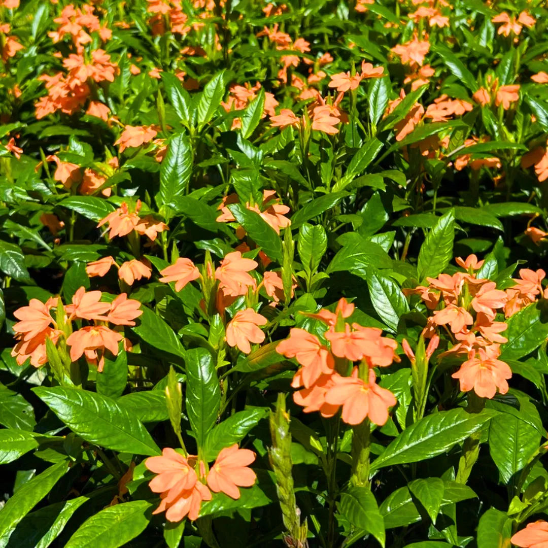 aboli flower seeds Aboli (Crossandra Infundibuliformis) "Firecracker Flower"
