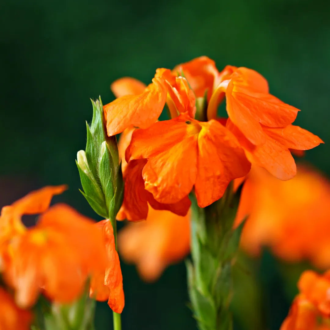 Buy Crossandra Infundibuliformis - Plant Online at Lalitenterprise