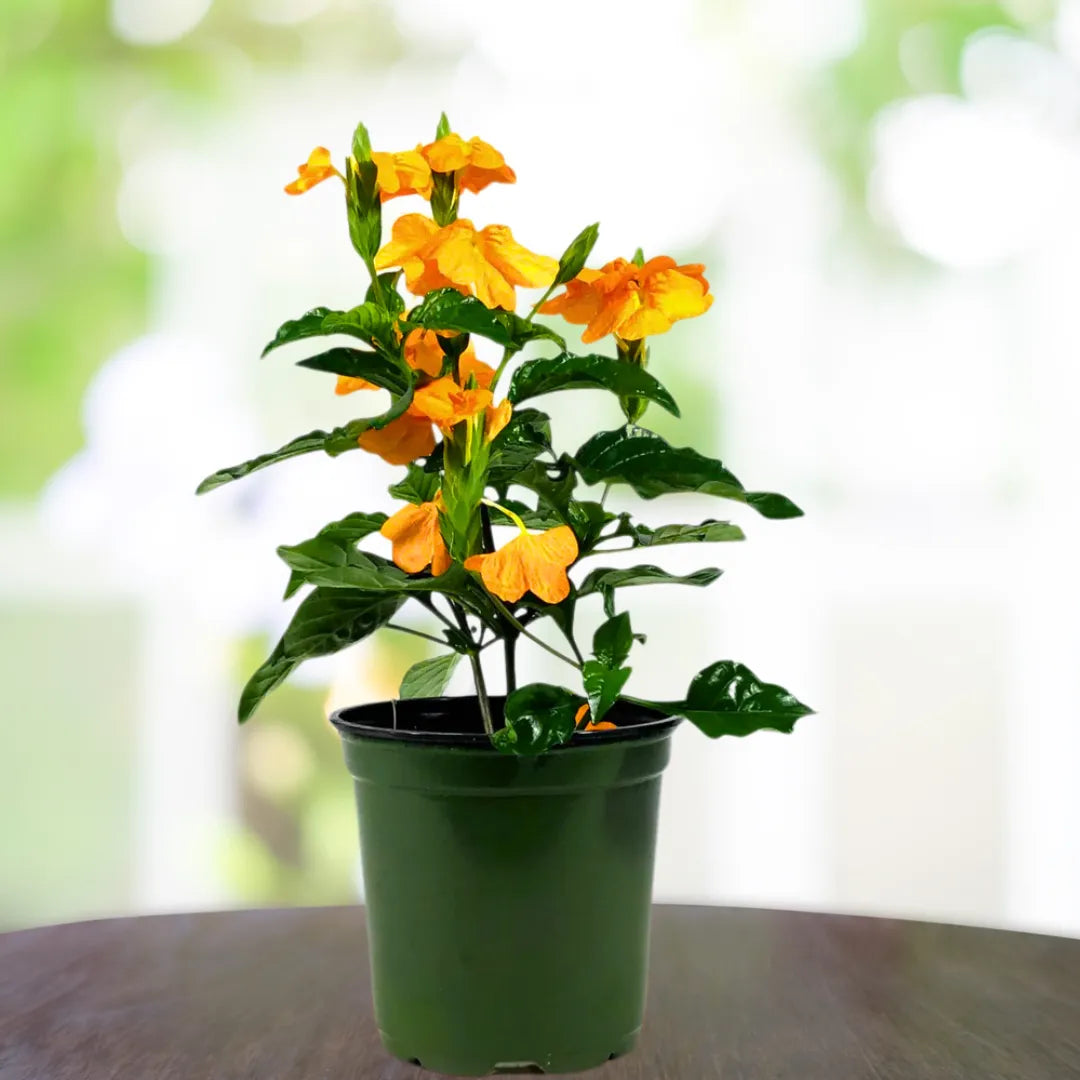 Buy Aboli "Firecracker Flower" - Plant Online at Lalitenterprise