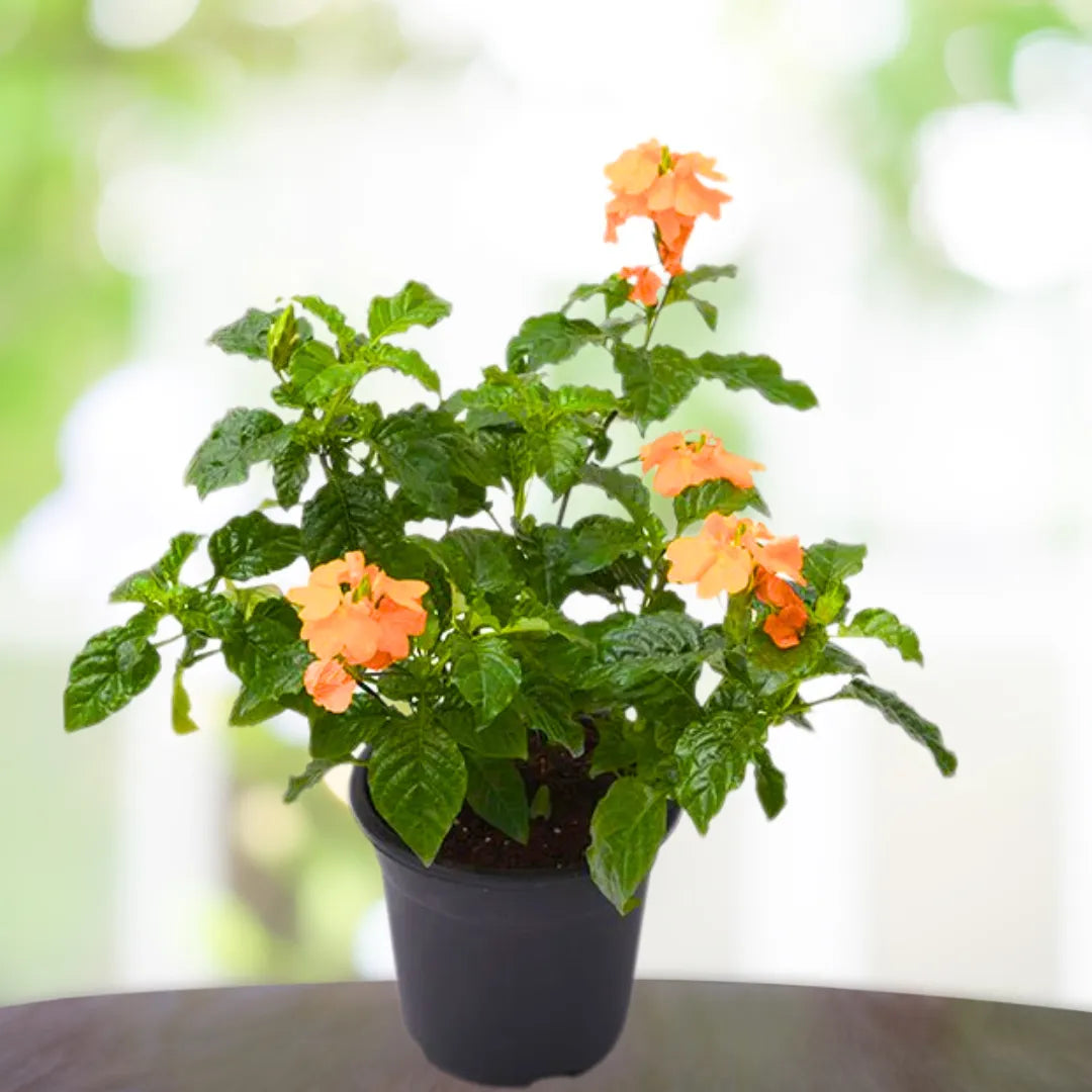 Buy Crossandra Infundibuliformis "Firecracker Flower" - Plant Online at Lalitenterprise