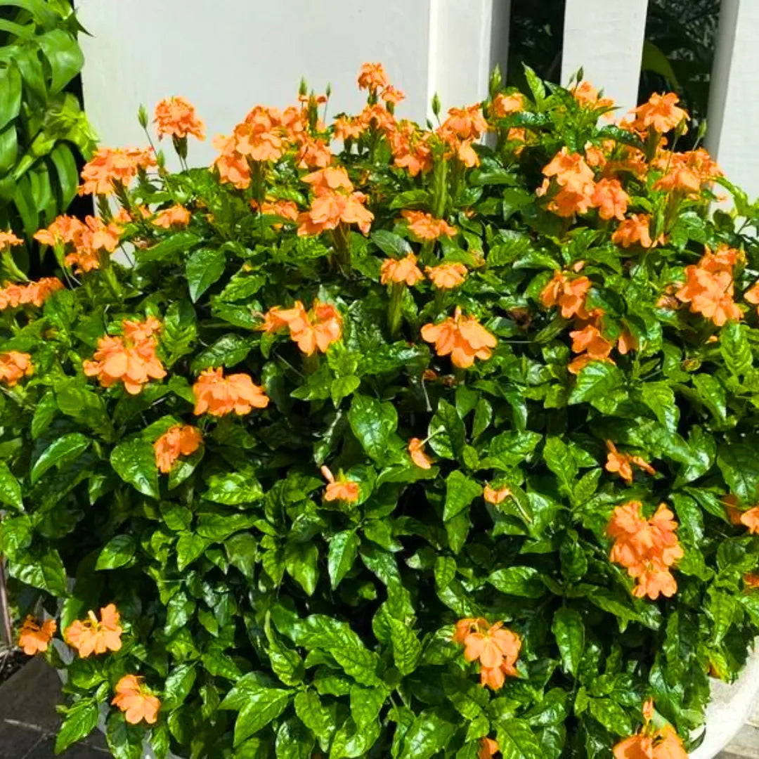 Buy Aboli (Crossandra Infundibuliformis) "Firecracker Flower" - Plant Online at Lalitenterprise