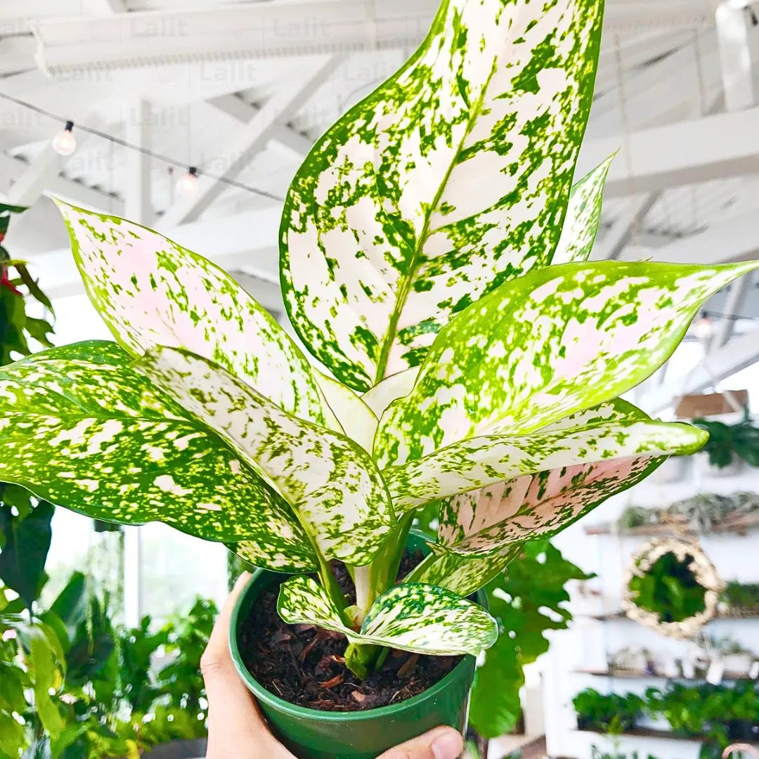 Buy Aglaonema Etta Rose (Aglaonema Super White Pink) - Plant Online at Lalitenterprise