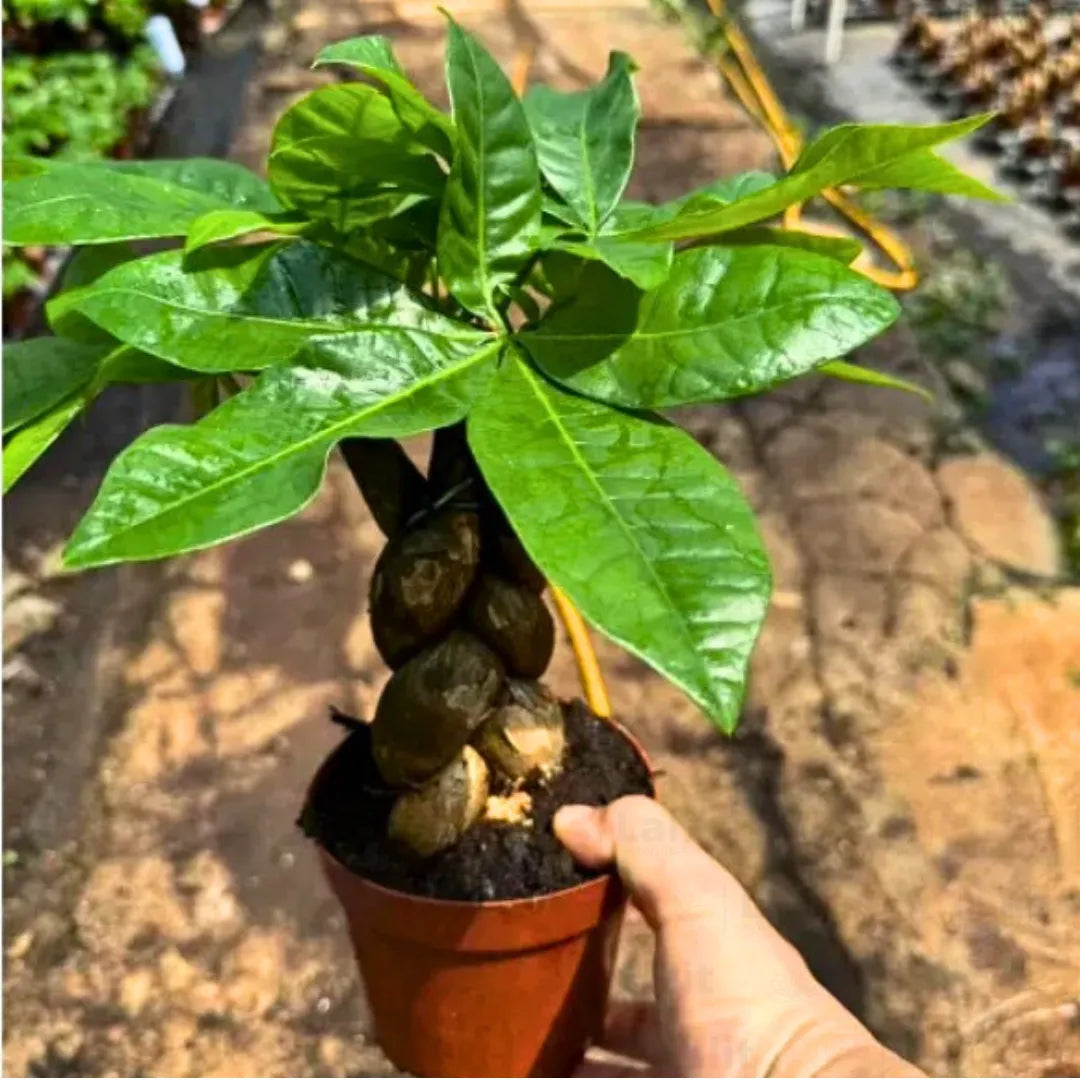 Buy Braided Pachira Aquatic, Bonsai - Plant Online at Lalitenterprise