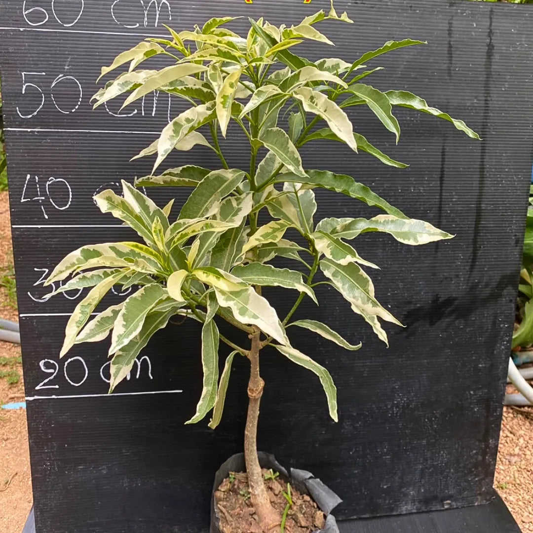 Buy Baobab (Adansonia Digitata) Variegated - Plant Online at Lalitenterprise