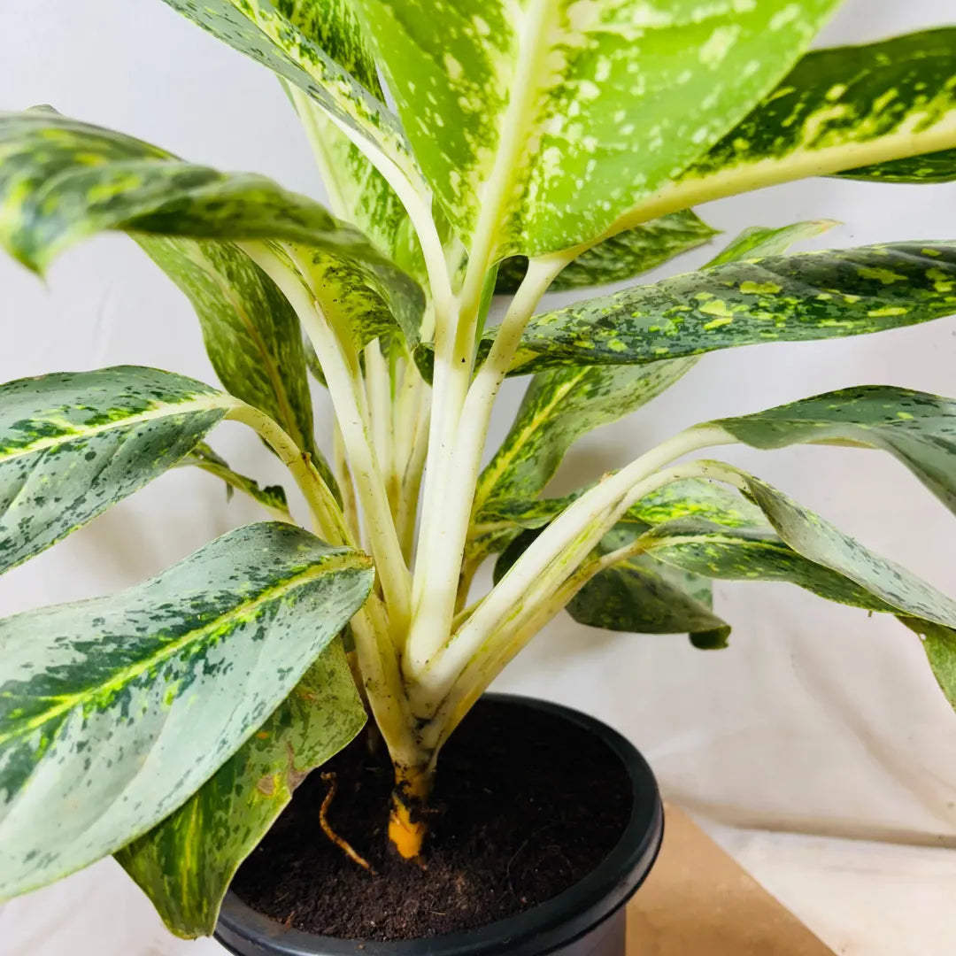 Buy Aglaonema Butterfly - Plant Online at Lalitenterprise