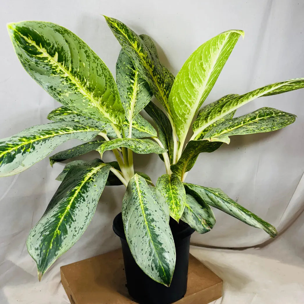 Buy Aglaonema Butterfly - Plant Online at Lalitenterprise