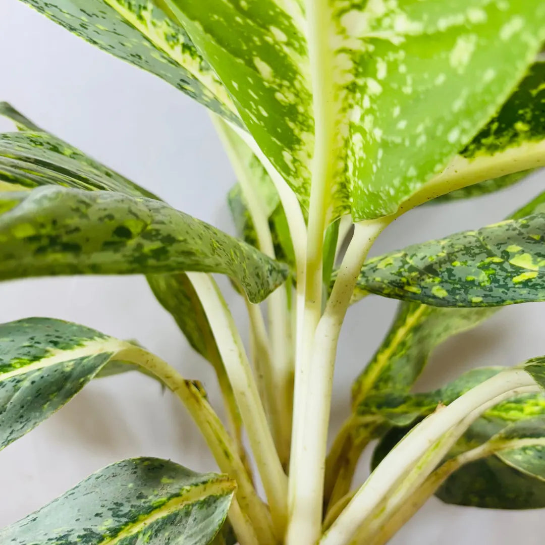 Buy Aglaonema Butterfly - Plant Online at Lalitenterprise