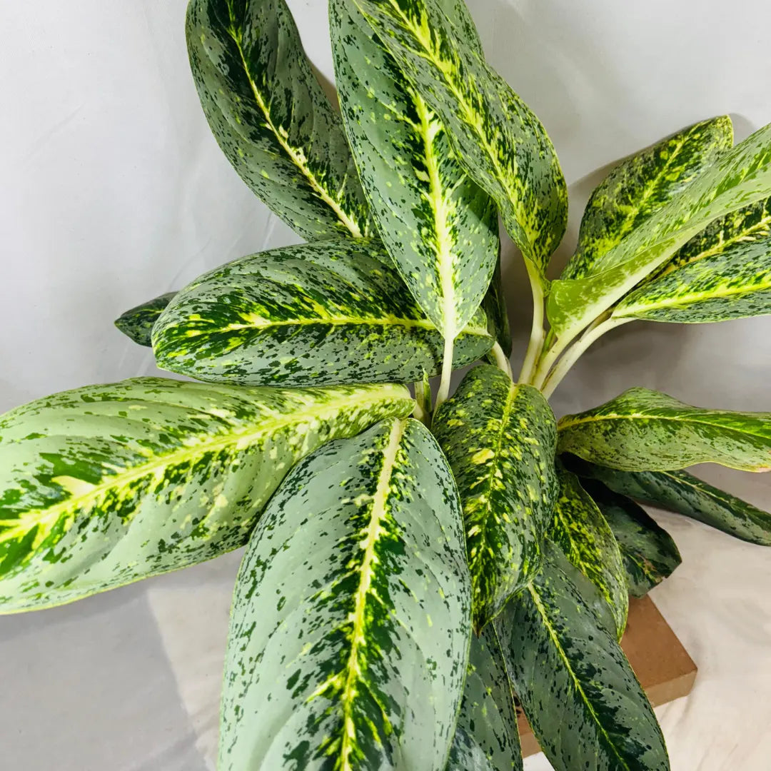 Buy Aglaonema Butterfly - Plant Online at Lalitenterprise