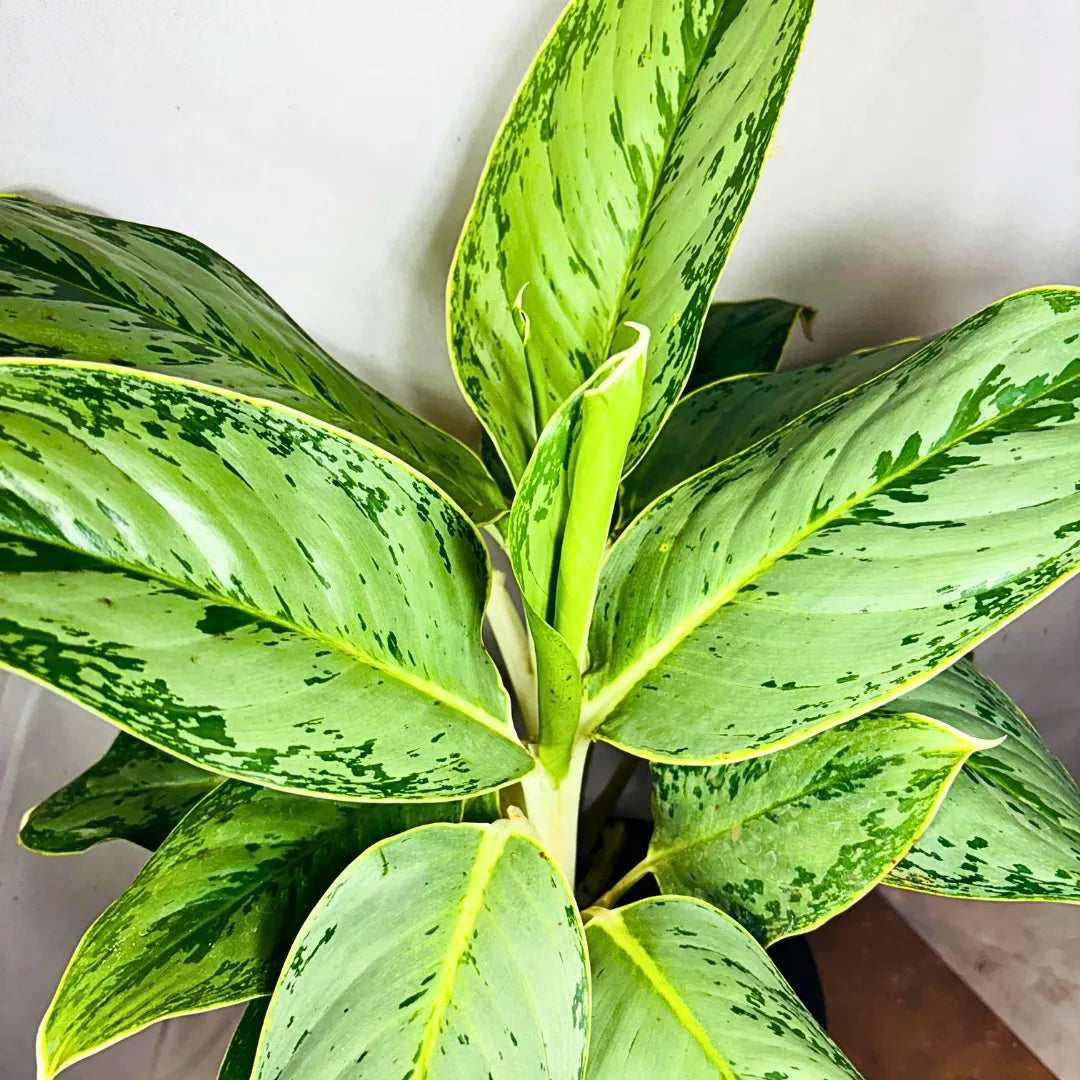 Buy Aglaonema Ice - Plant Online at Lalitenterprise