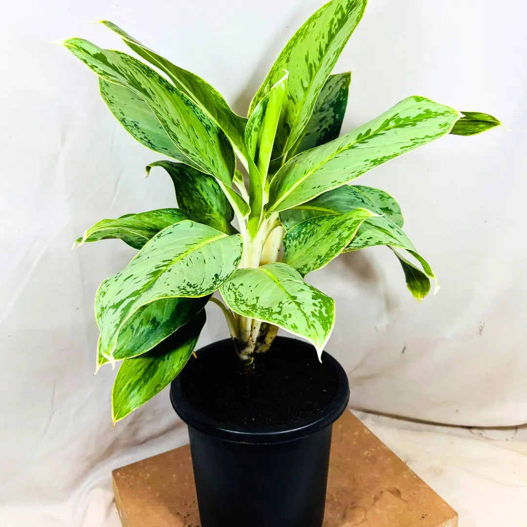 Buy Aglaonema Ice - Plant Online at Lalitenterprise
