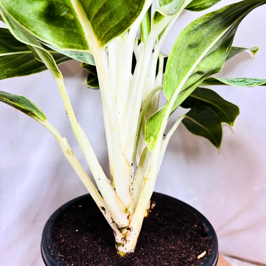 Buy Aglaonema Ice - Plant Online at Lalitenterprise