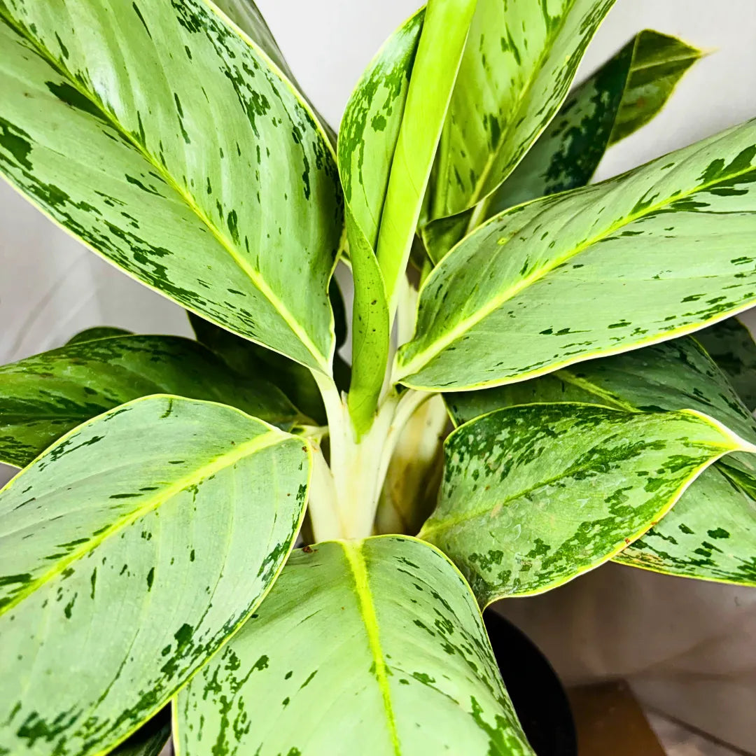 Buy Aglaonema Ice - Plant Online at Lalitenterprise