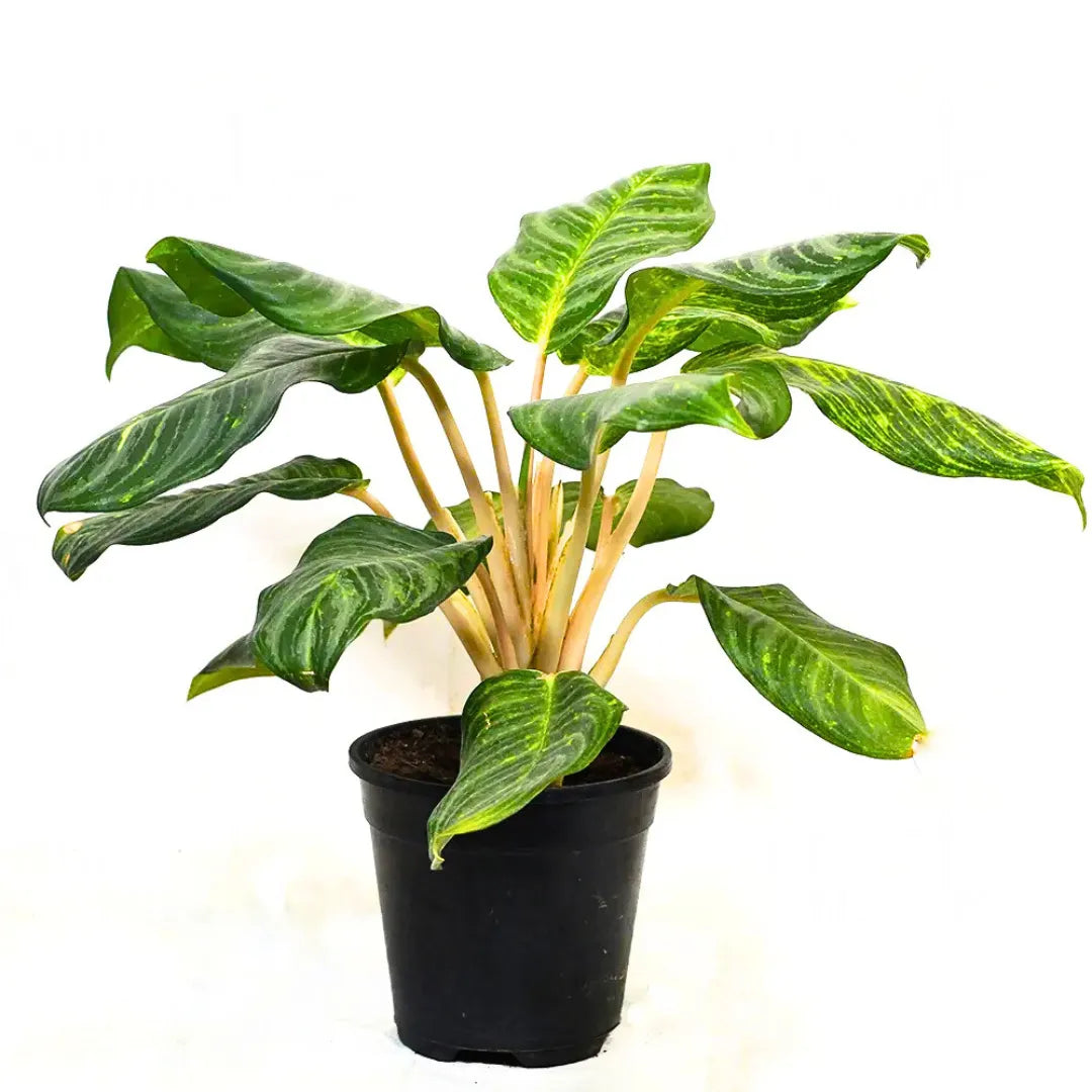 aglaonema pink moonlight Aglaonema Moonlight Bay (Pink Stem)