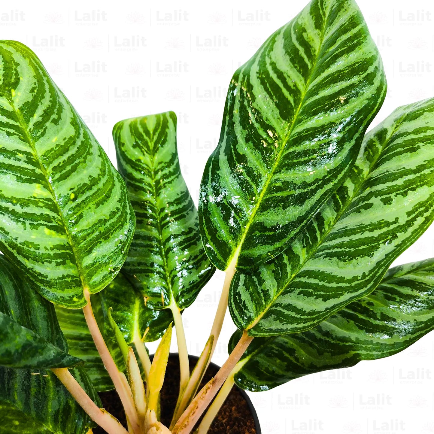 Buy Aglaonema Moonlight Bay (Pink Stem) - Plant Online at Lalitenterprise