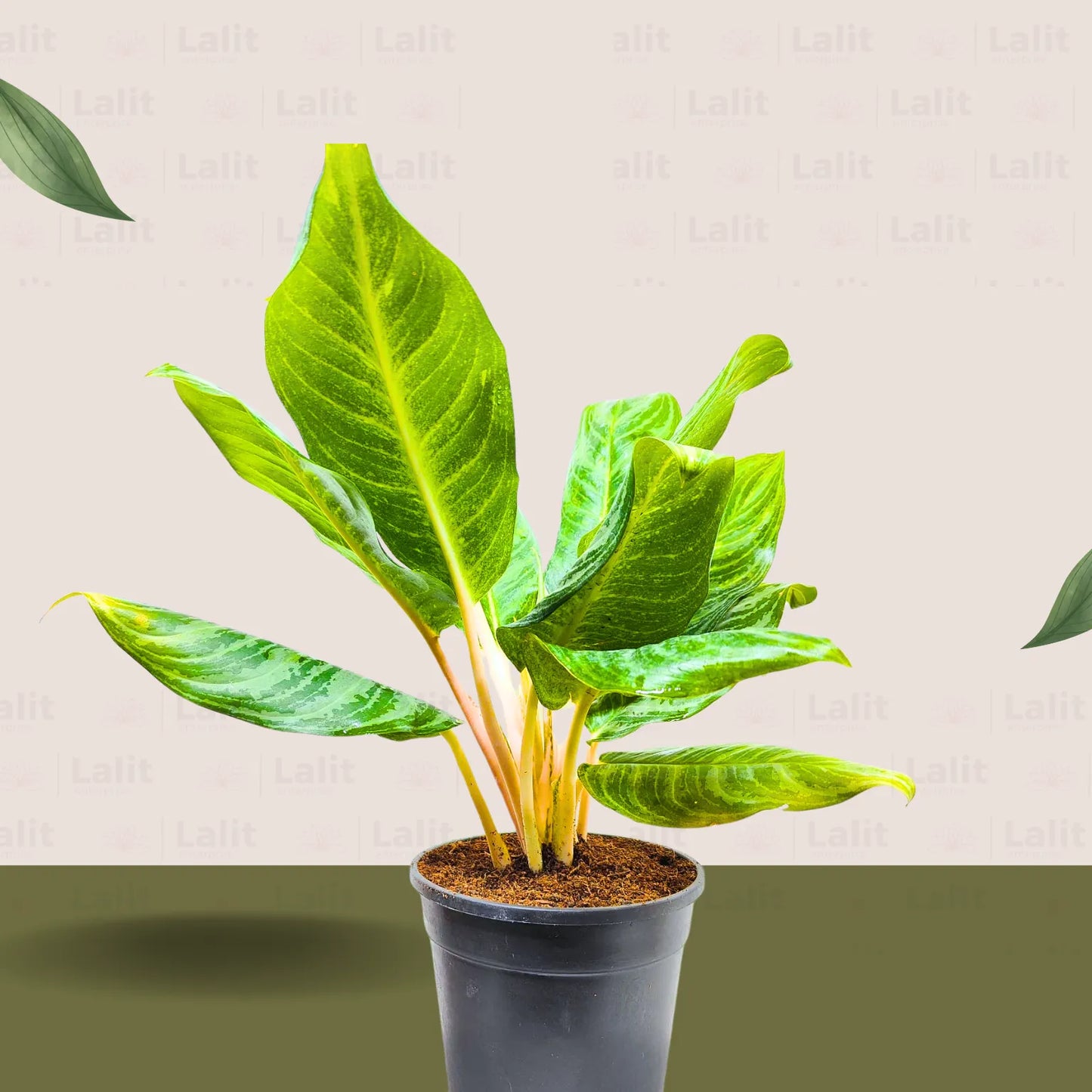 Buy Aglaonema Moonlight Bay (Pink Stem) - Plant Online at Lalitenterprise