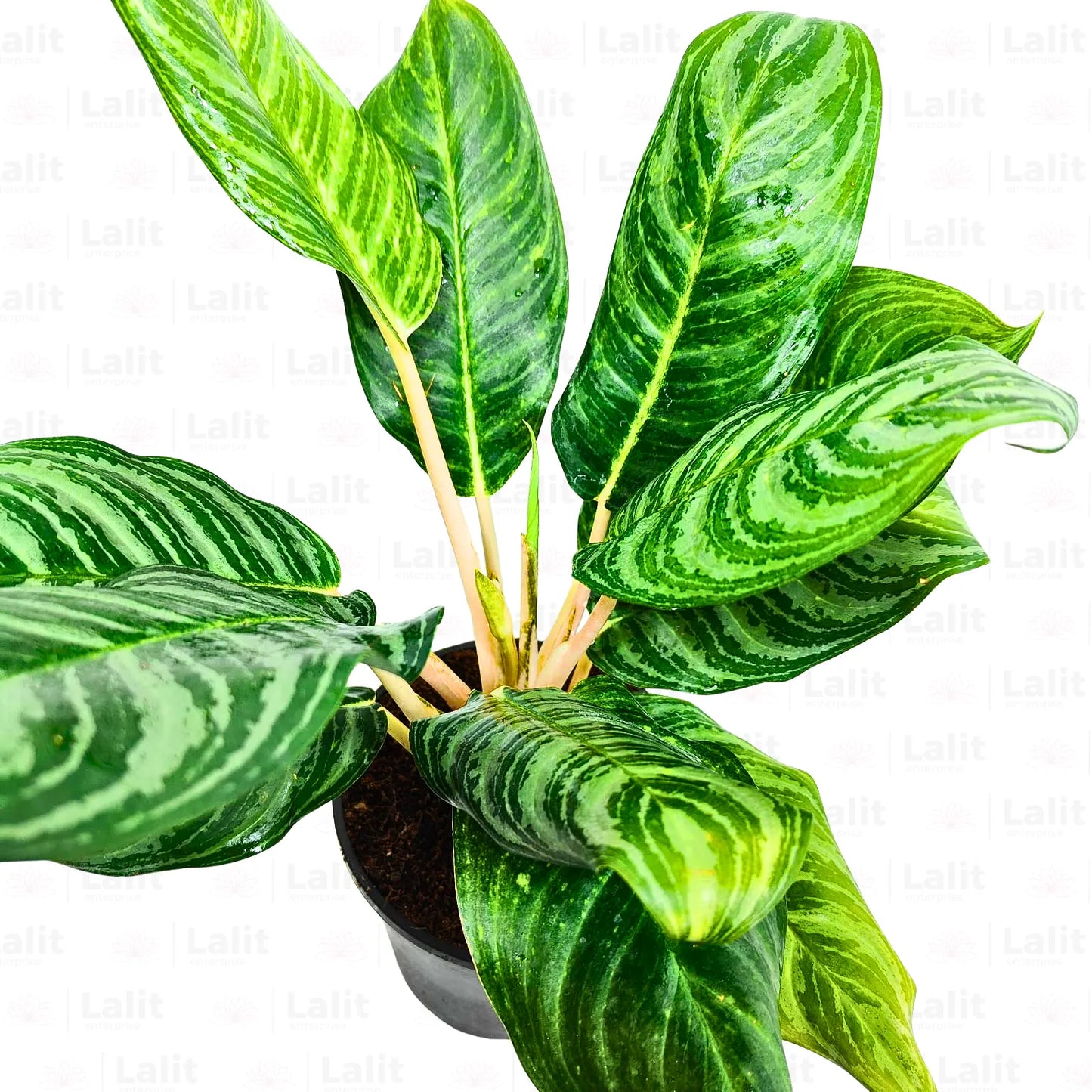 Buy Aglaonema Moonlight Bay (Pink Stem) - Plant Online at Lalitenterprise