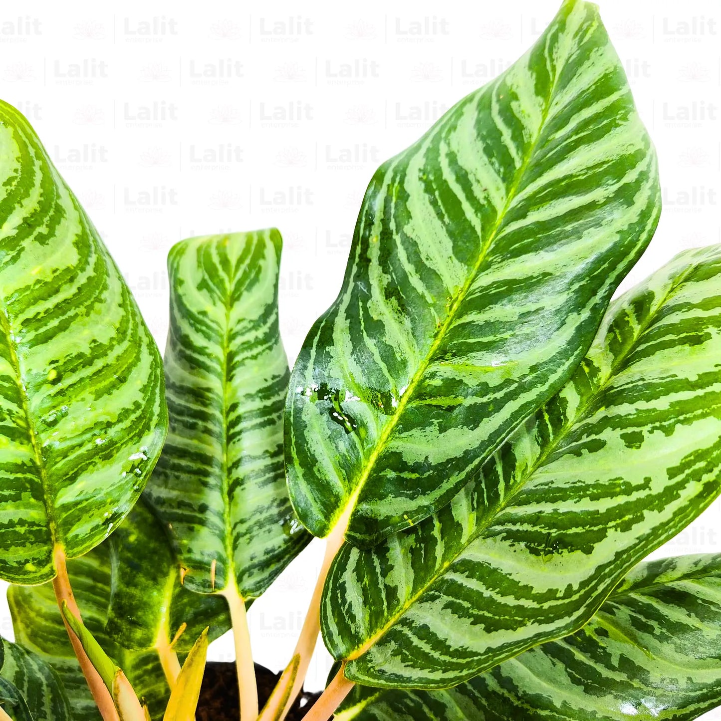 Buy Aglaonema Moonlight Bay (Pink Stem) - Plant Online at Lalitenterprise