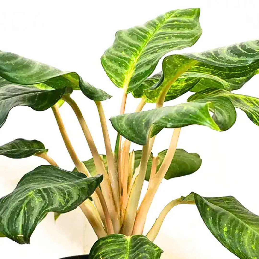 Buy Aglaonema Moonlight Bay (Pink Stem) - Plant Online at Lalitenterprise