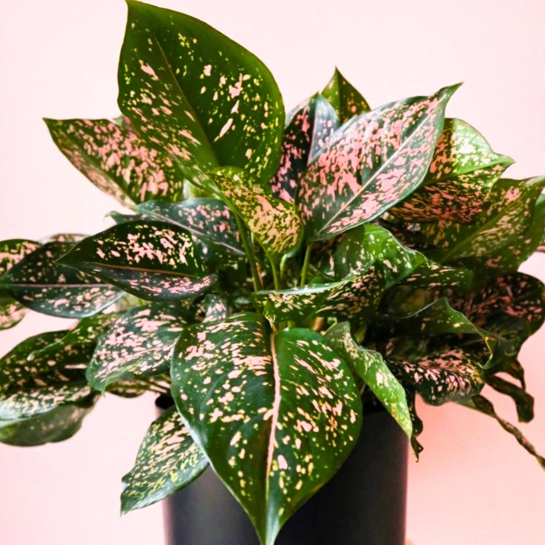 aglaonema pink spots Aglaonema Pink Dalmatian