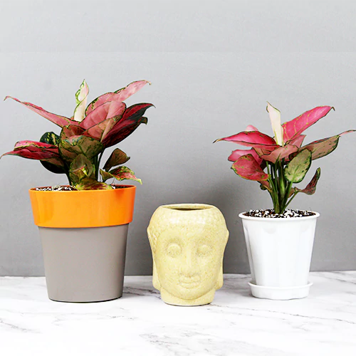 Buy Aglaonema "Pink Star" - Plant Online at Lalitenterprise