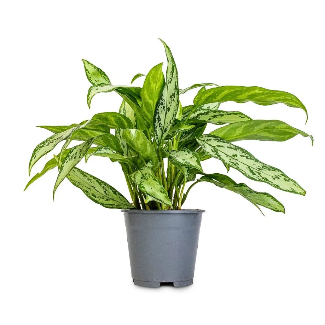 Buy Aglaonema Silver Queen - Plant Online at Lalitenterprise