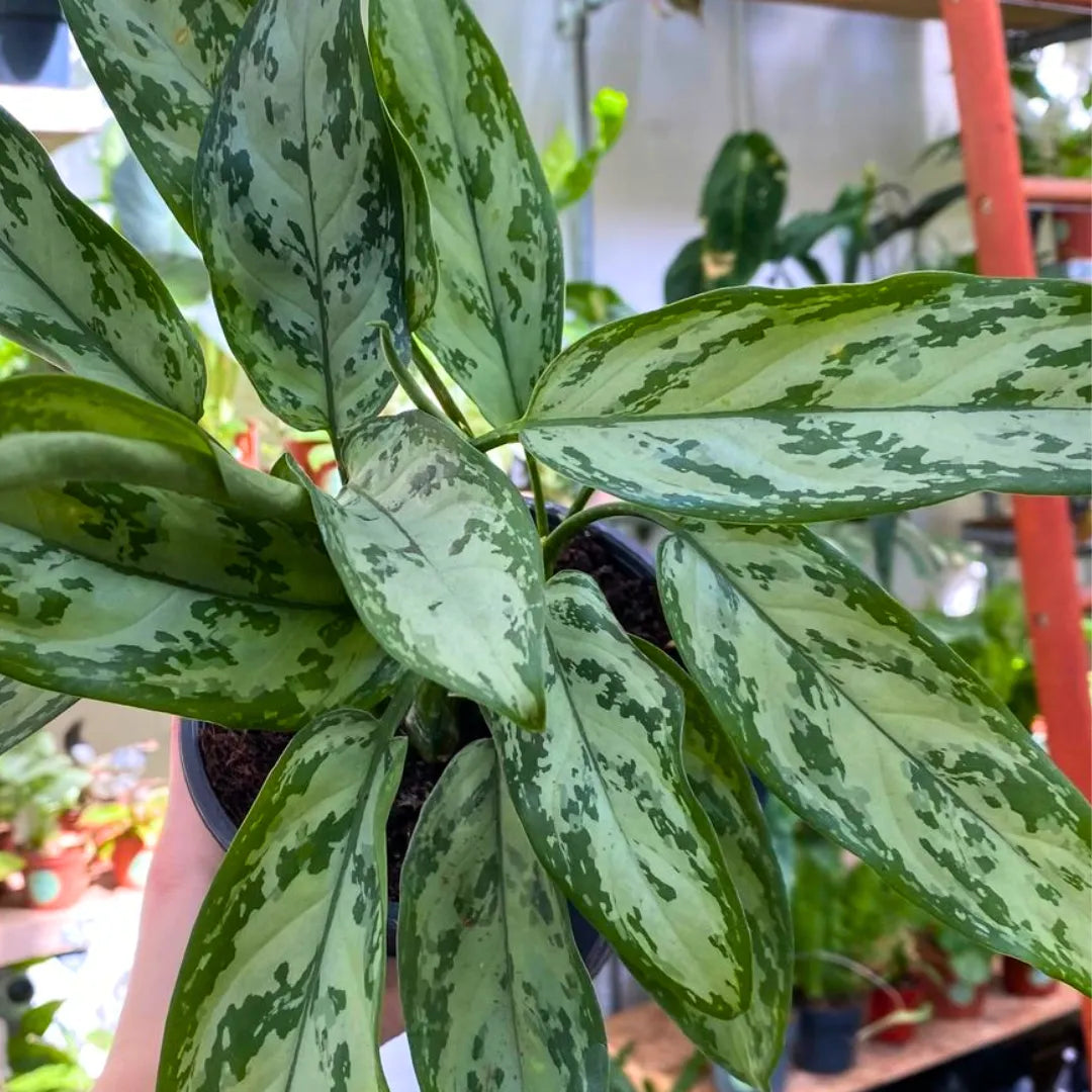 Buy Aglaonema Silver Queen - Plant Online at Lalitenterprise