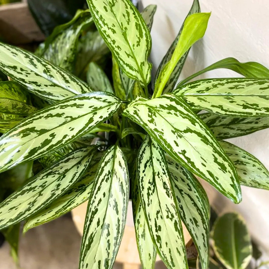 Buy Aglaonema Silver Queen - Plant Online at Lalitenterprise