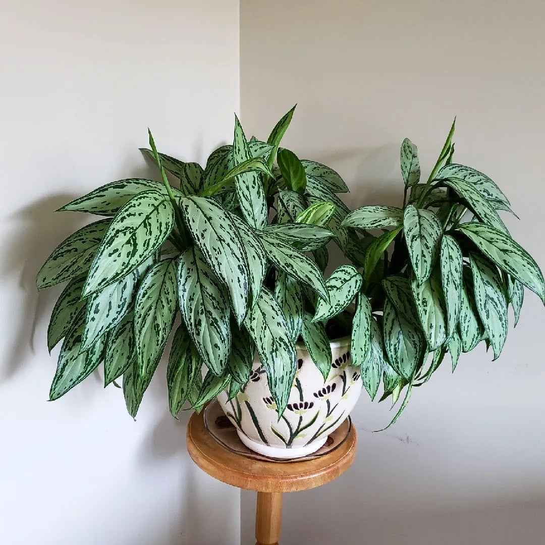 Buy Aglaonema Silver Queen - Plant Online at Lalitenterprise