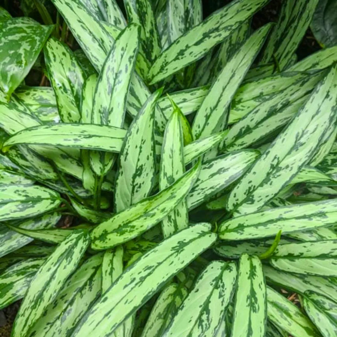 Buy Aglaonema Silver Queen - Plant Online at Lalitenterprise