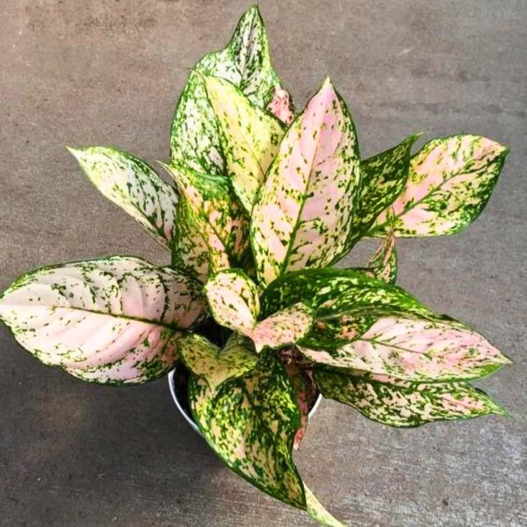 Buy Aglaonema Etta Rose - Plant Online at Lalitenterprise