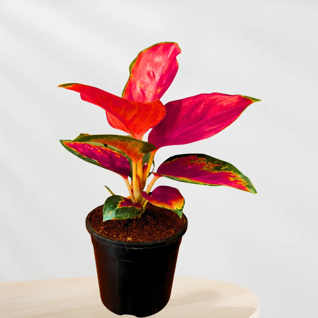 Buy Aglaonema Thailand Red Plant Online at Lalitenterprise