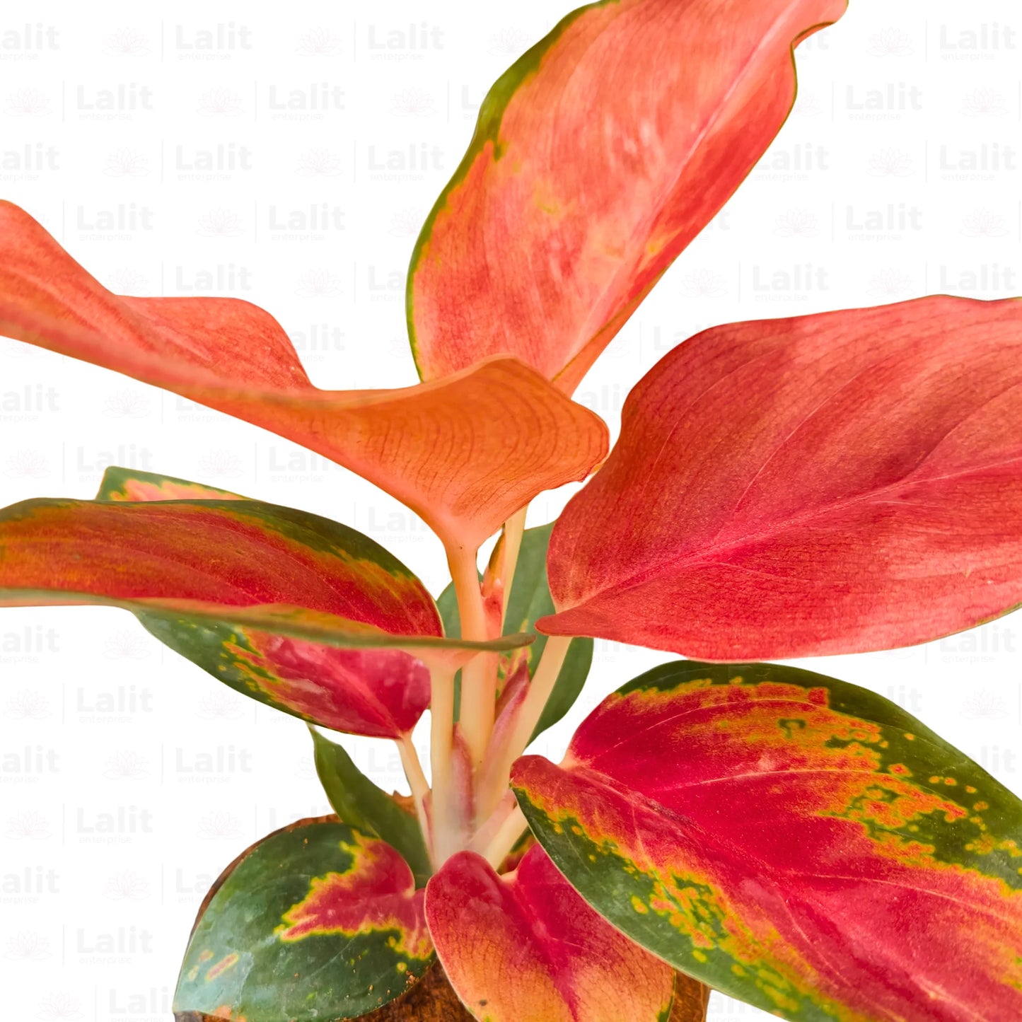 Buy Aglaonema Thailand Red - Plant Online at Lalitenterprise