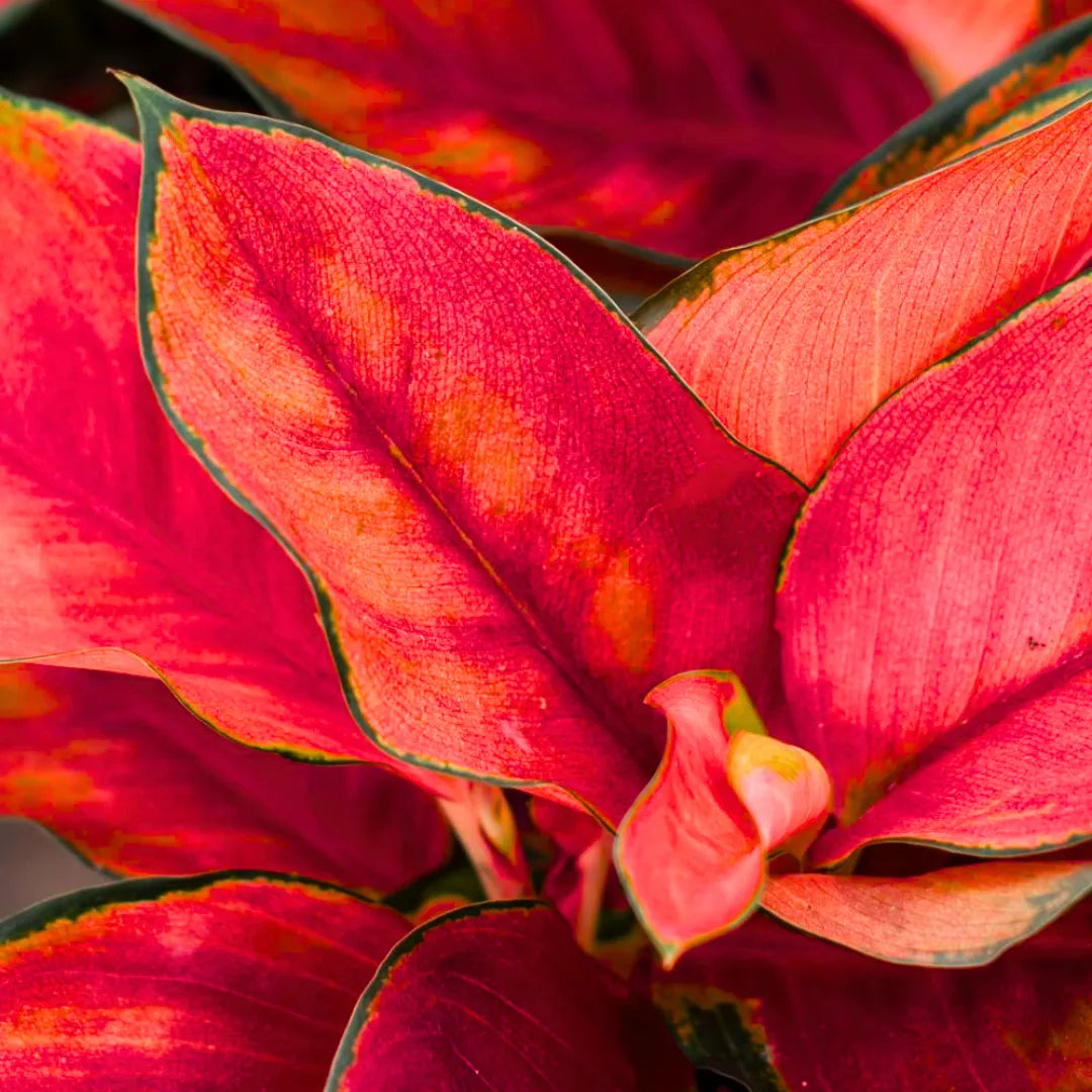 Buy Aglaonema Thailand Red Plant Online at Lalitenerrpise