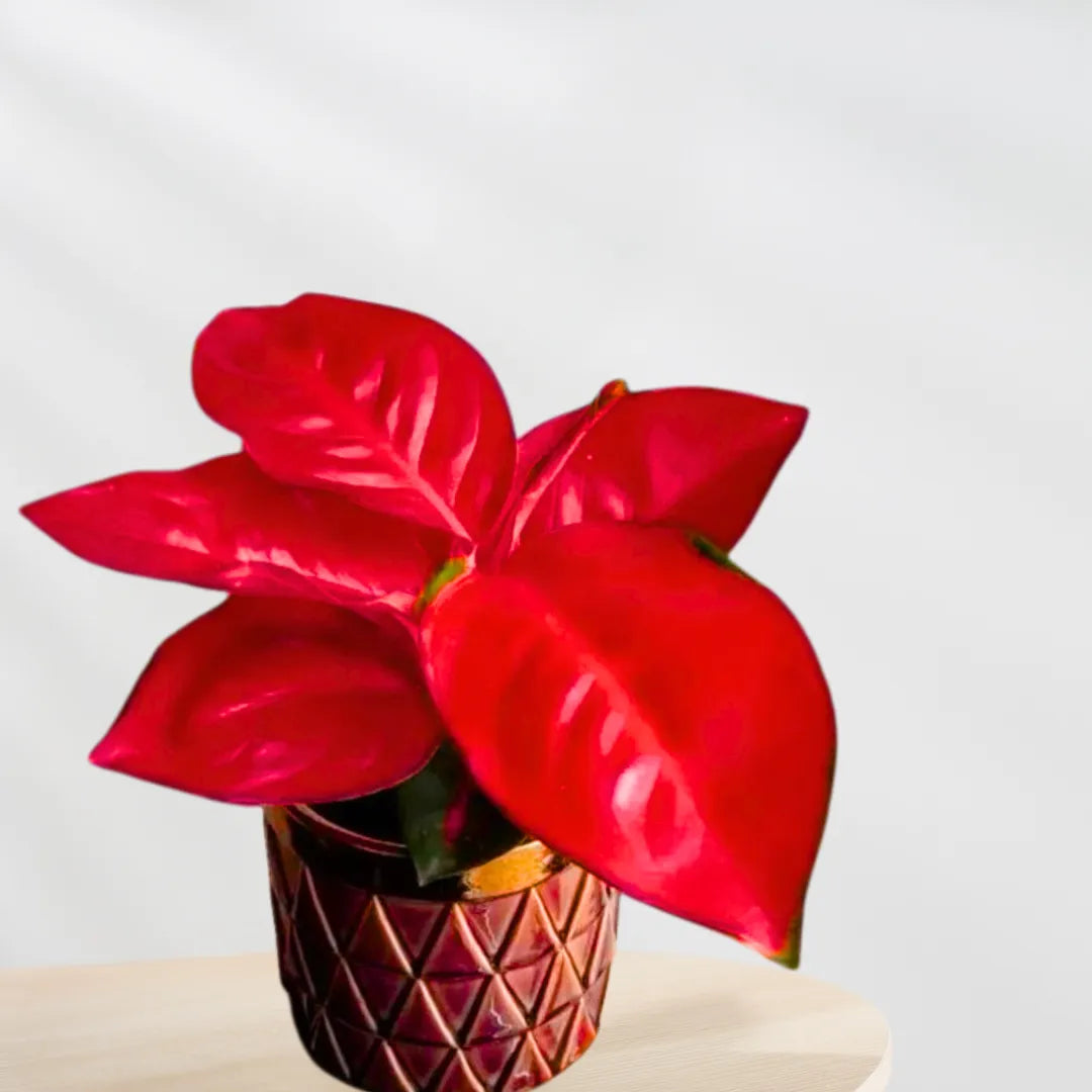 Buy Aglaonema Thailand Red Online at Lalitenerprise