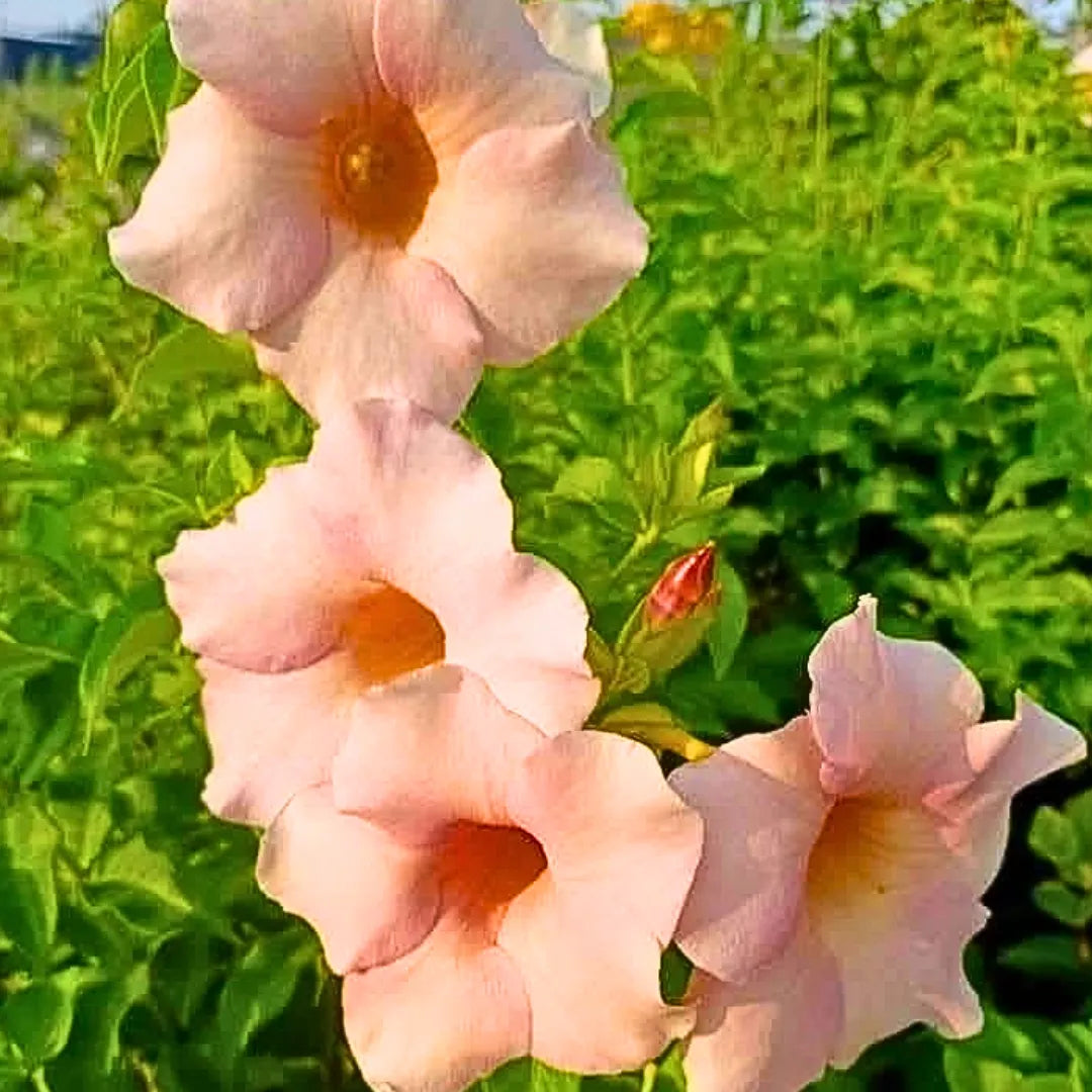 Buy Allamanda "Biscuit Color" - Plant Online at Lalitenterprise