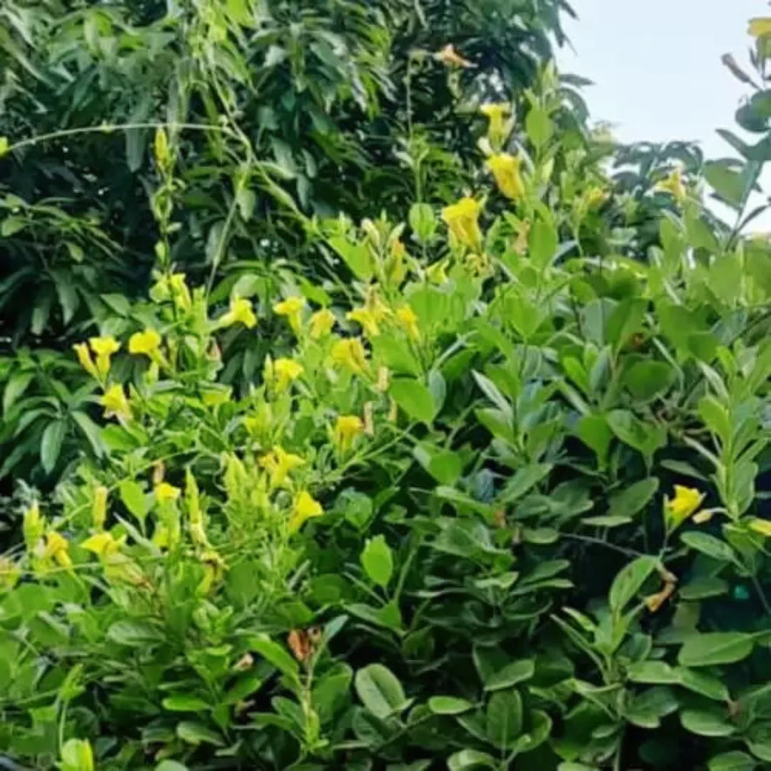 Buy Pentalinon Luteum Plant - Lalit Enterprise