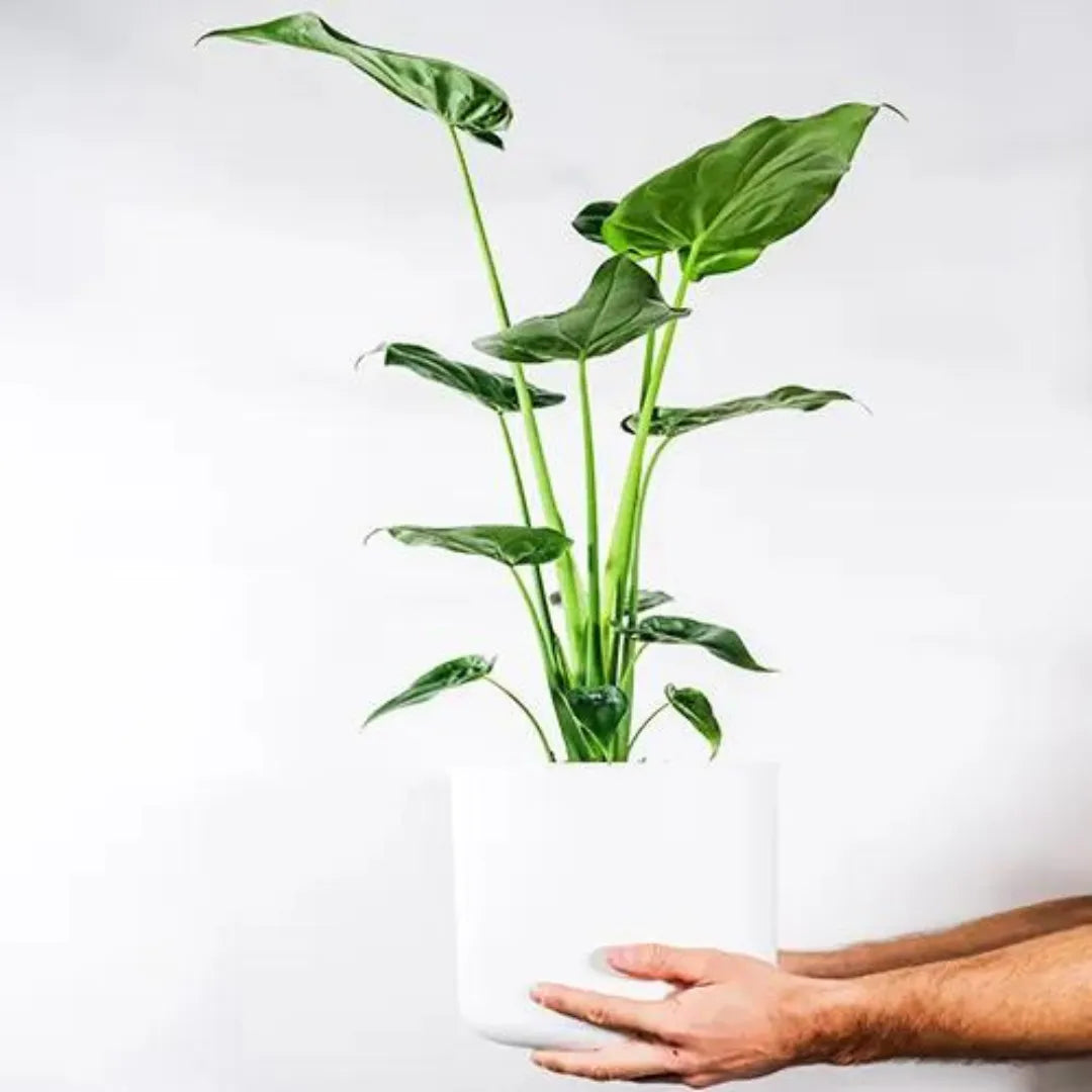 Buy Alocasia Cucullata Plant - @Lalit enterprise