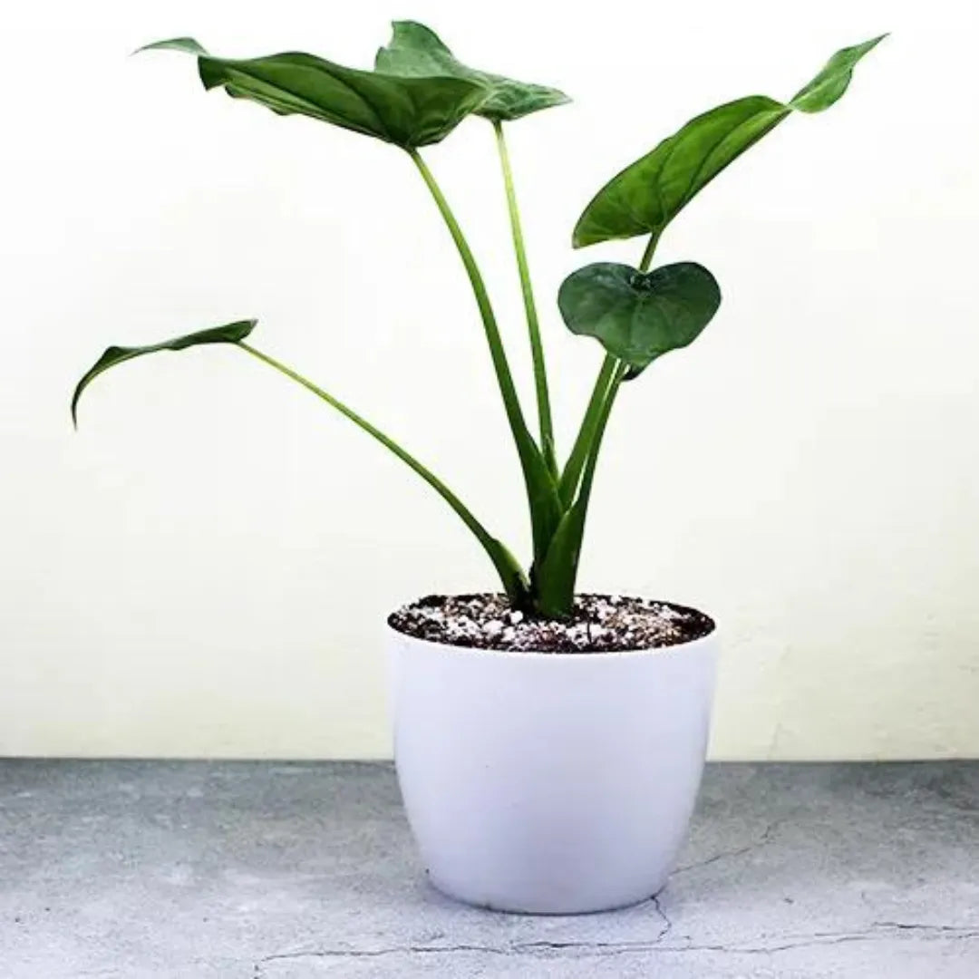 Hooded Dwarf Elephant Ear Plant