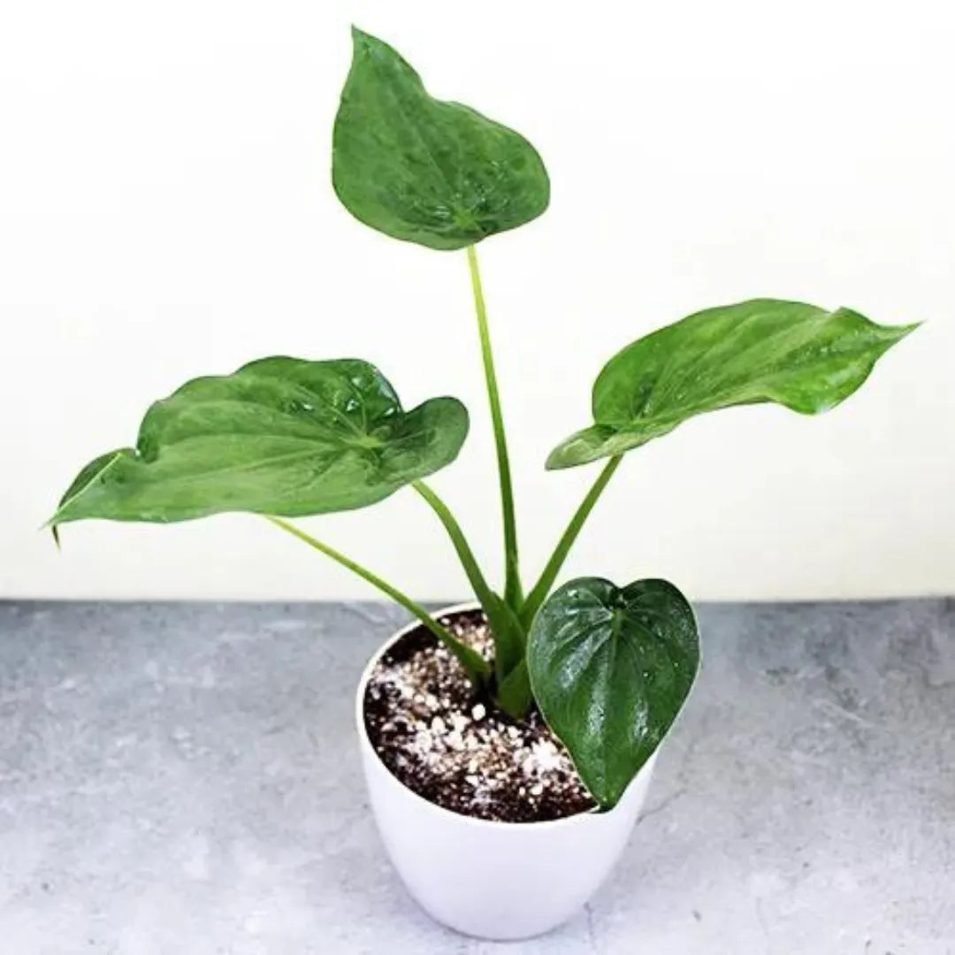 Chinese taro plant