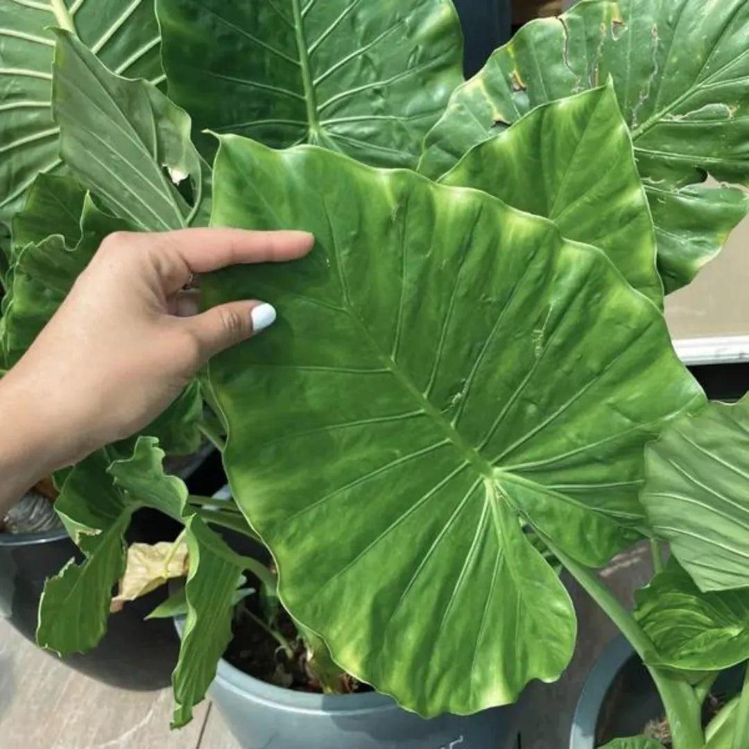Buy Asian Taro - Plant Online at Lalitenterprise