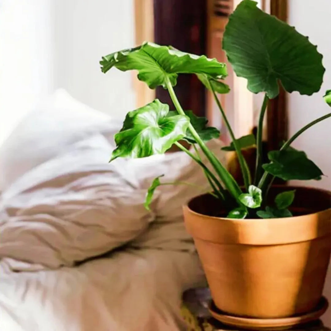 Buy Alocasia Odora Plant Online at Lalitenterprise