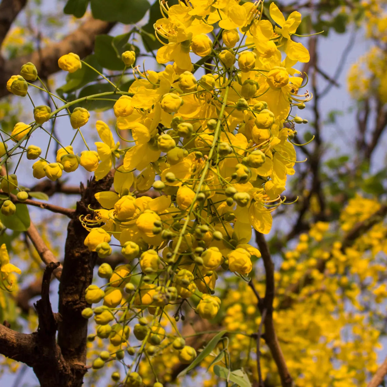 golden shower tree bonsai Amaltas (Cassia Fistula) "Golden Shower Tree"