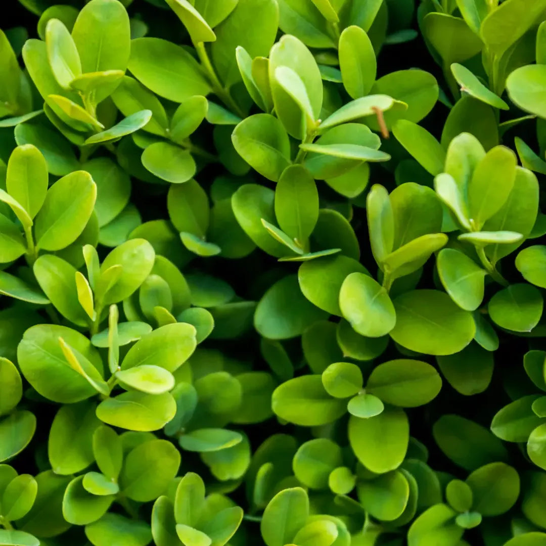 Buy American Boxwood (Buxus Sempervirens) - Plant Online at Lalitenterprise